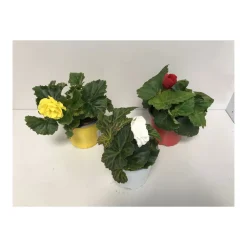 Plantiflor Knollenbegonie verschiedene Farben T12