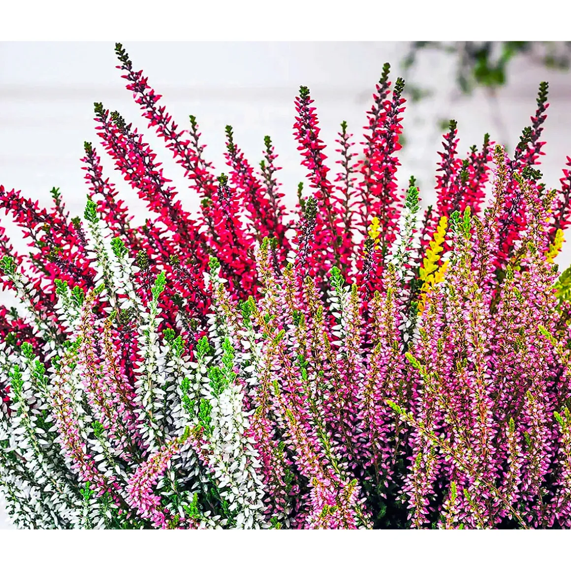 Plantiflor Knospenblüherheide Calluna Beauty Ladies Topf-⌀ 6 cm
