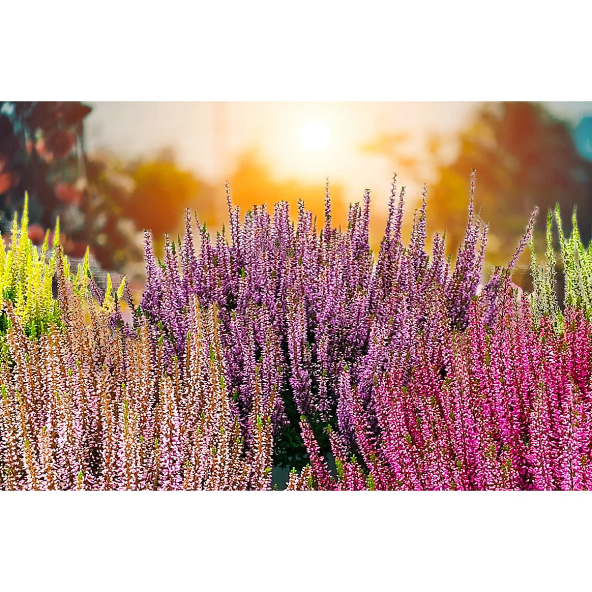 Plantiflor Knospenblüherheide Calluna Beauty Ladies Topf-⌀ 6 cm
