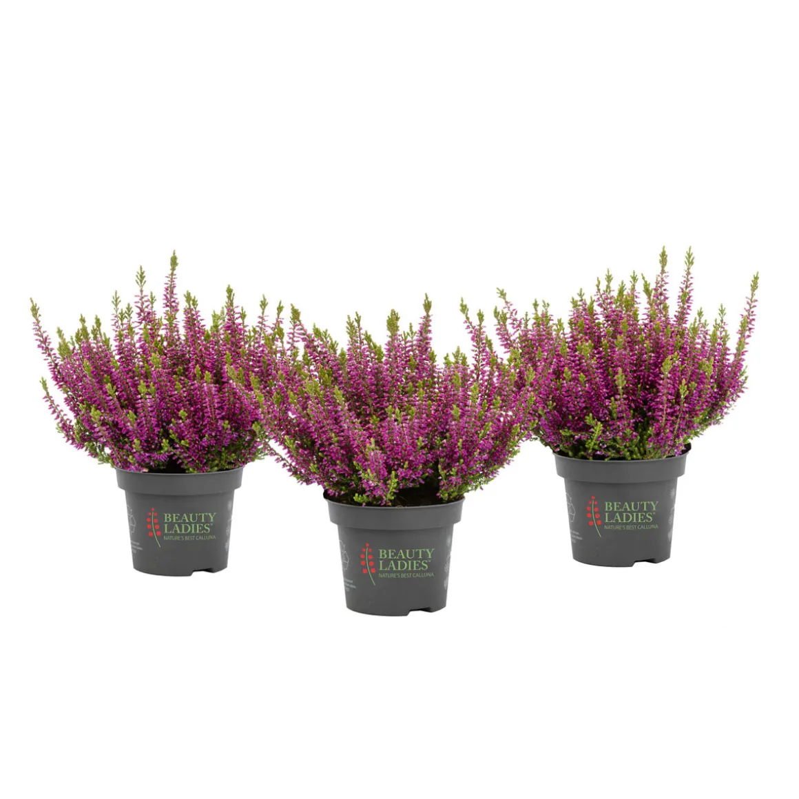 Plantiflor Knospenheide Beauty Ladies Topf Durchmesser 9,5 cm