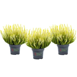 Plantiflor Knospenheide Beauty Ladies Topf Durchmesser 9,5 cm