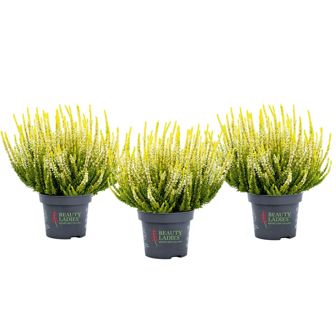 Plantiflor Knospenheide Beauty Ladies Topf Durchmesser 9,5 cm