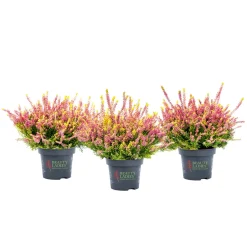 Plantiflor Knospenheide Beauty Ladies Topf Durchmesser 9,5 cm