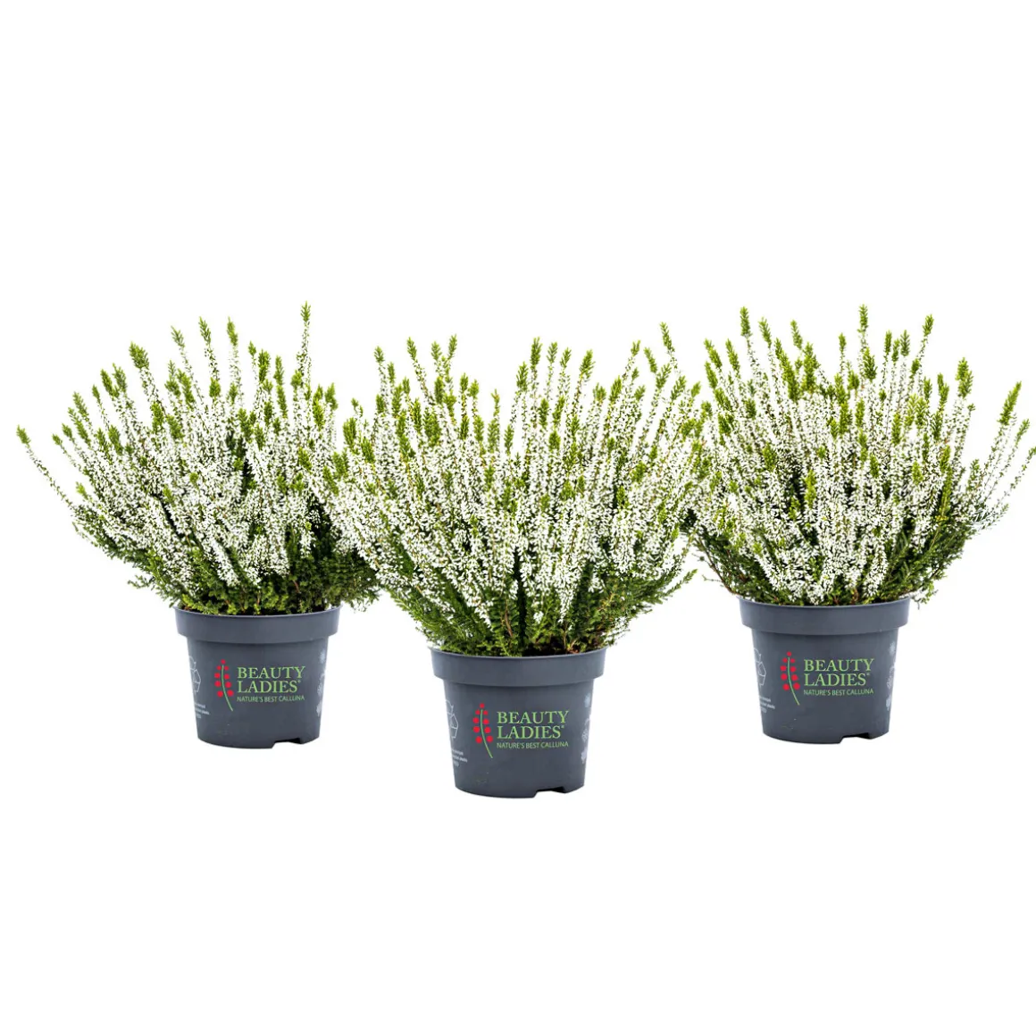 Plantiflor Knospenheide Beauty Ladies Topf Durchmesser 9,5 cm
