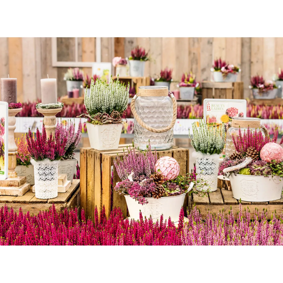 Plantiflor Knospenheide Beauty Ladies Topf Durchmesser 9,5 cm