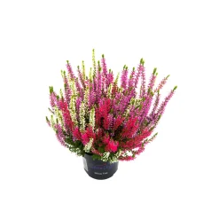 Plantiflor Knospenheide Beauty Ladies Trio