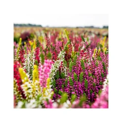 Plantiflor Knospenheide Beauty Ladies Trio