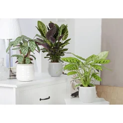 Plantiflor Korbmarante Topf 12 cm