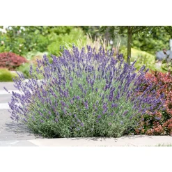 Plantiflor Lavendel blaue Blüten Topf Durchmesser 17 cm