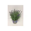 Plantiflor Lavendel Durchmesser 17