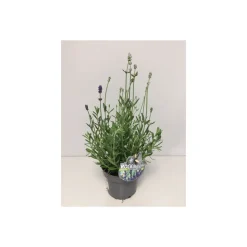 Plantiflor Lavendel Twin blau-weiß T13