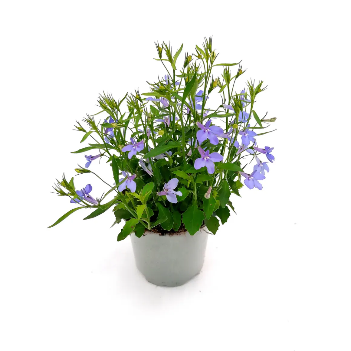 Plantiflor Lobelie Richardii T11