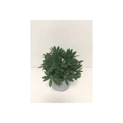 Plantiflor Lupine P13