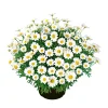 Plantiflor Margeritenbusch weiß im Topf Durchmesser 18 cm