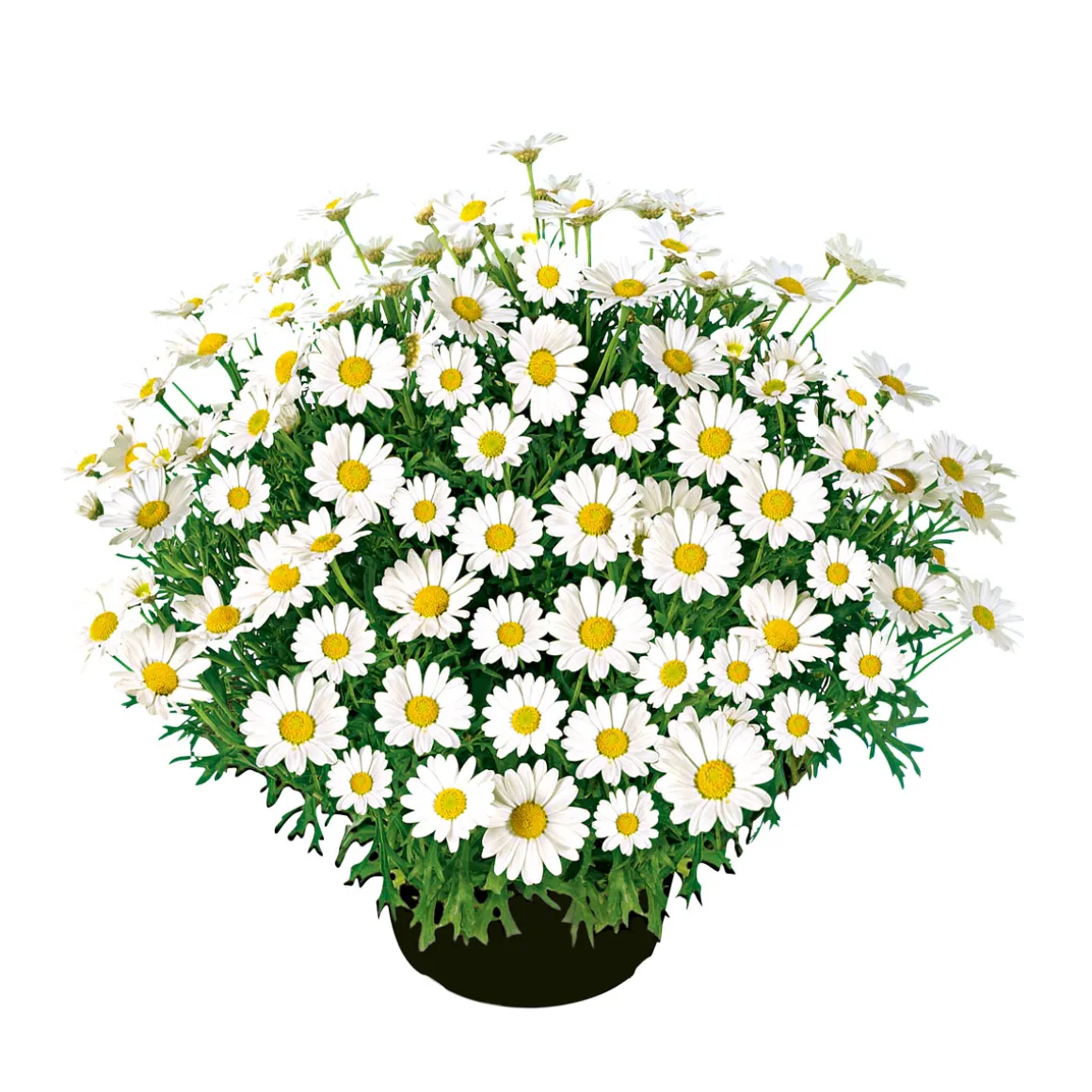 Plantiflor Margeritenbusch weiß im Topf Durchmesser 18 cm