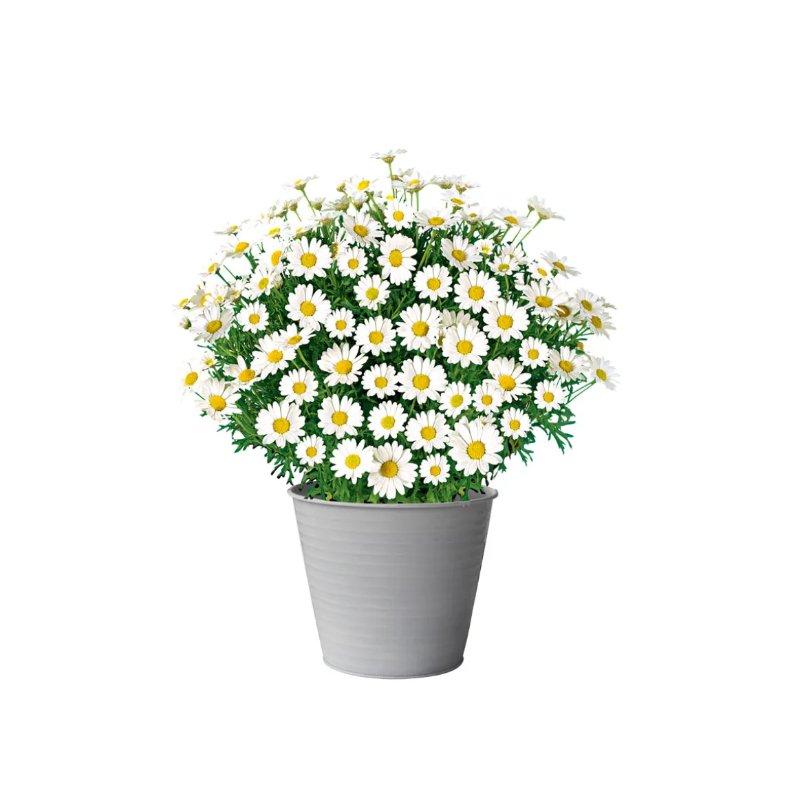 Plantiflor Margeritenbusch weiß im Topf Durchmesser 18 cm