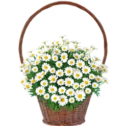 Plantiflor Margeritenbusch weiß im Topf Durchmesser 18 cm