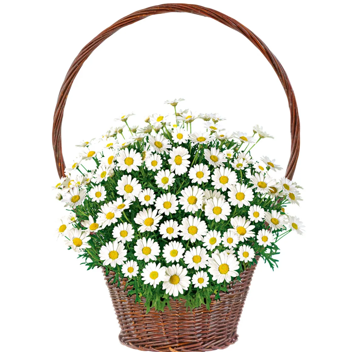 Plantiflor Margeritenbusch weiß im Topf Durchmesser 18 cm