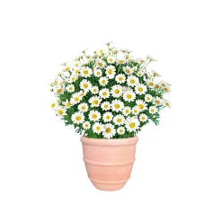 Plantiflor Margeritenbusch weiß im Topf Durchmesser 18 cm