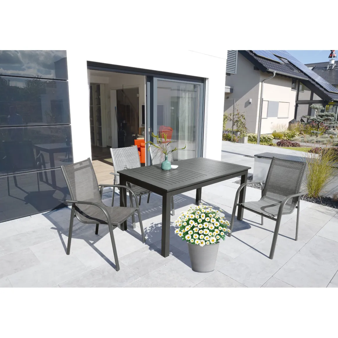 Plantiflor Margeritenbusch weiß im Topf Durchmesser 18 cm