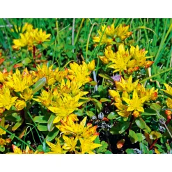 Plantiflor Mauerpfeffer Topf Durchmesser 12 cm