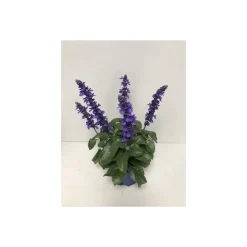 Plantiflor Mehliger Salbei