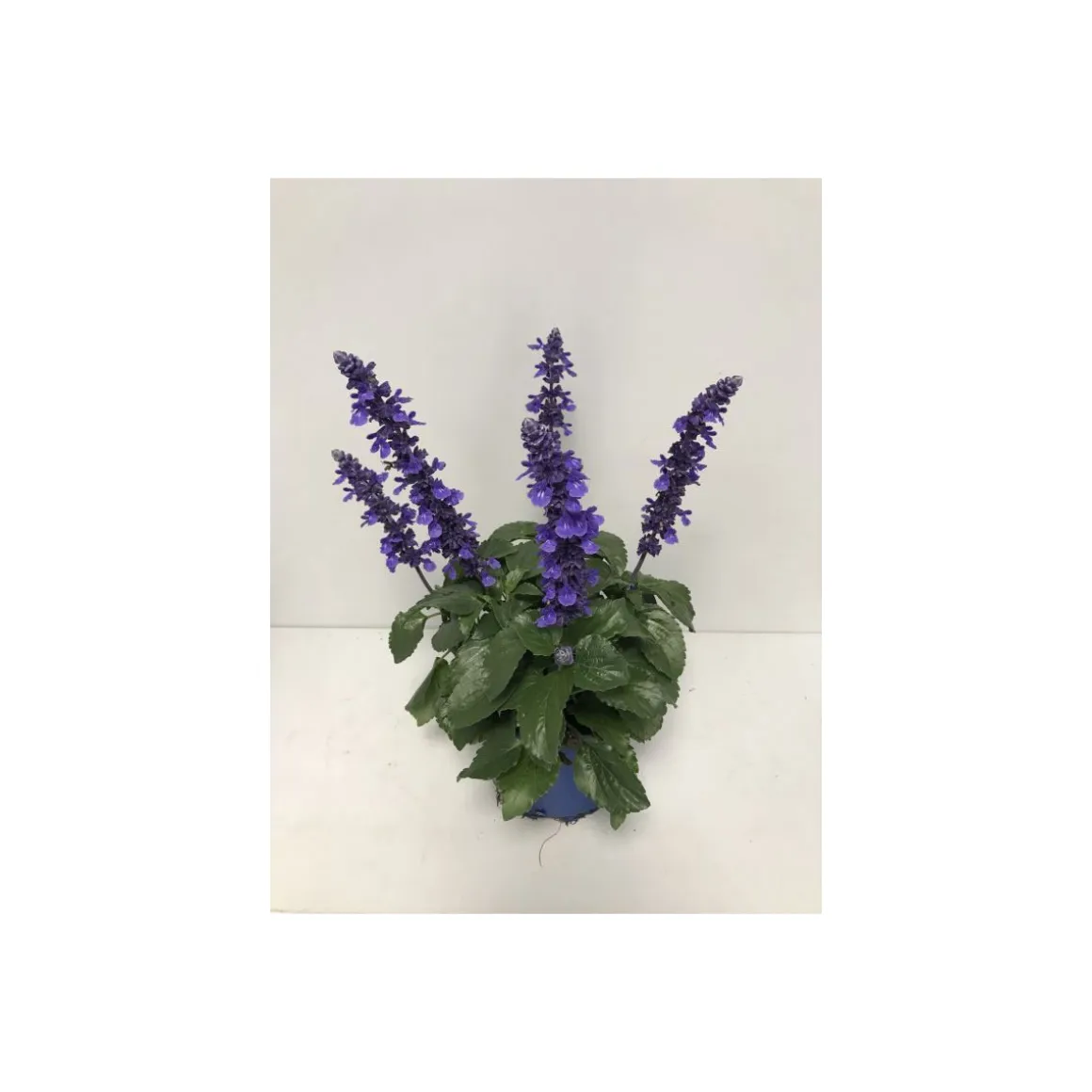 Plantiflor Mehliger Salbei