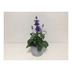 Plantiflor Mehlsalbei T12