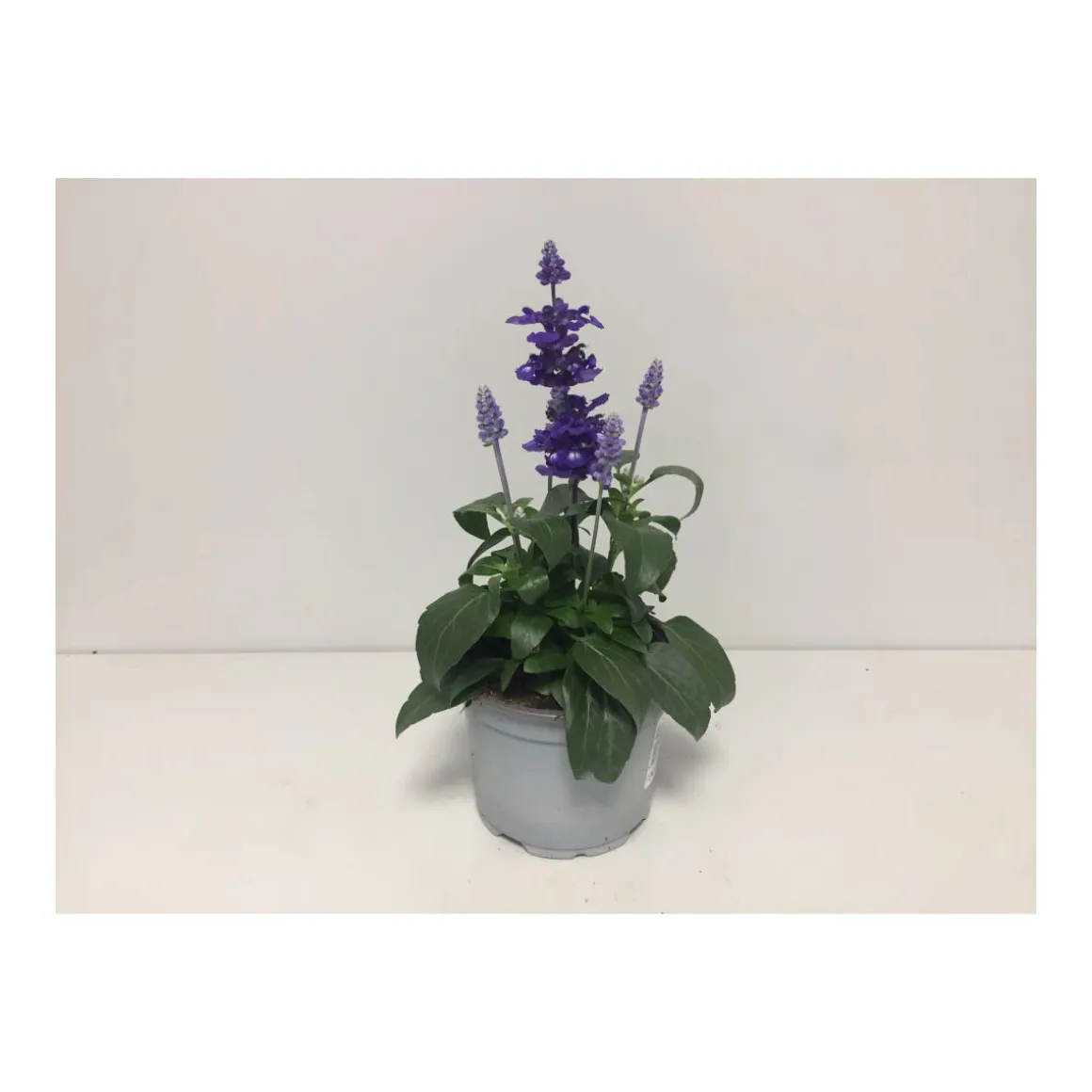 Plantiflor Mehlsalbei T12