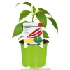 Plantiflor Meisterklasse Peperonie Vulkan Topf Durchmesser 11 cm