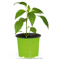 Plantiflor Meisterklasse Peperonie Vulkan Topf Durchmesser 11 cm