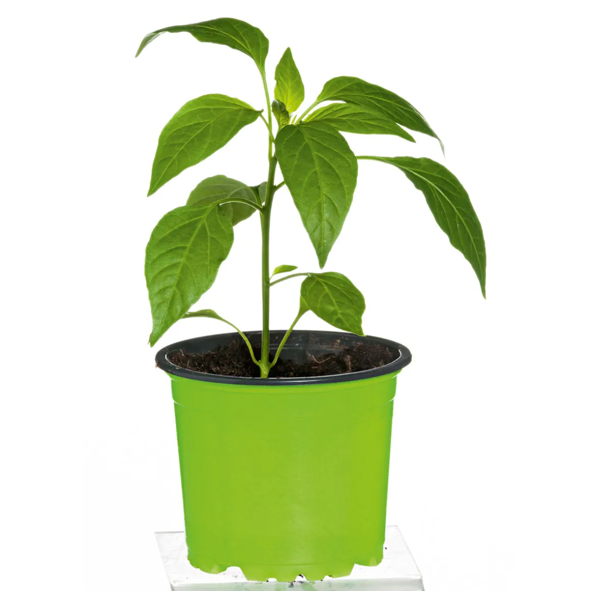 Plantiflor Meisterklasse Peperonie Vulkan Topf Durchmesser 11 cm