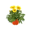 Plantiflor Mittagsgold Topf Durchmesser 13 cm
