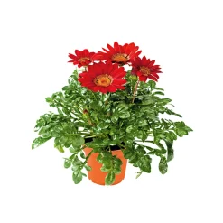 Plantiflor Mittagsgold Topf Durchmesser 13 cm
