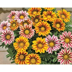 Plantiflor Mittagsgold Topf Durchmesser 13 cm