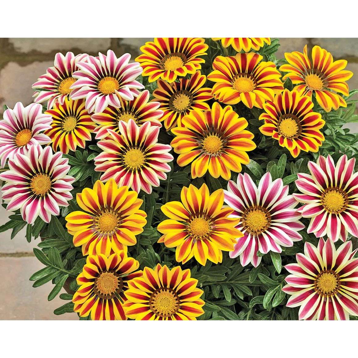 Plantiflor Mittagsgold Topf Durchmesser 13 cm