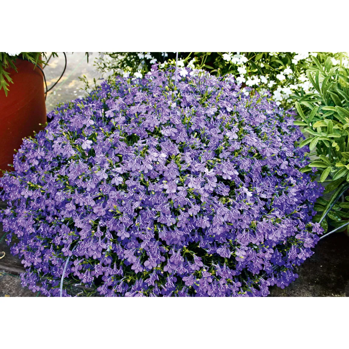 Plantiflor Männertreu Richardii Topf 13 cm