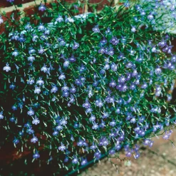 Plantiflor Männertreu Richardii Topf 13 cm