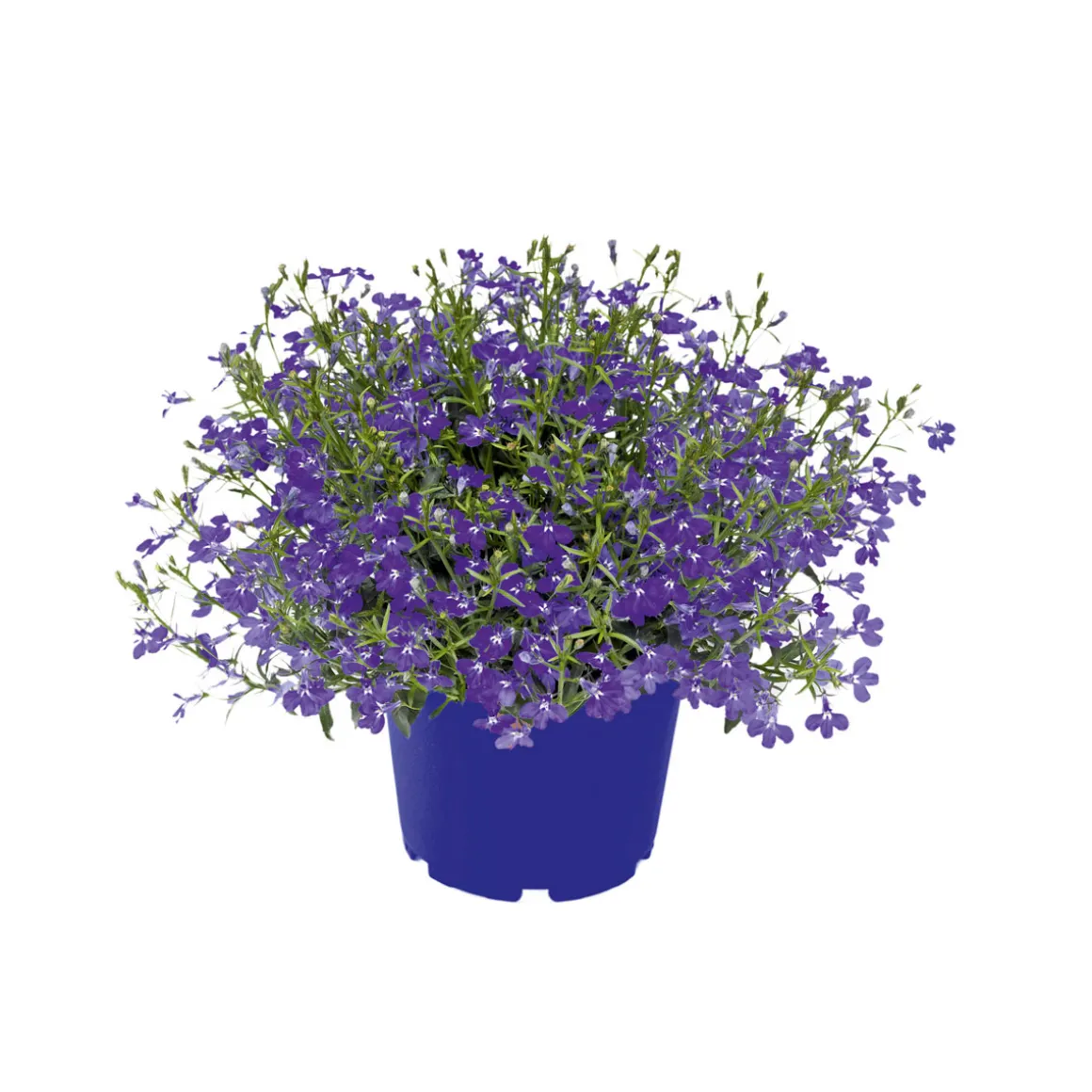 Plantiflor Männertreu Topf Durchmesser 10,5 cm