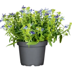 Plantiflor Männertreu Topf Durchmesser 10,5 cm