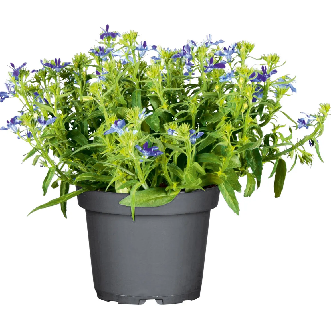 Plantiflor Männertreu Topf Durchmesser 10,5 cm