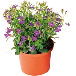 Plantiflor Männertreu Topf Durchmesser 10,5 cm