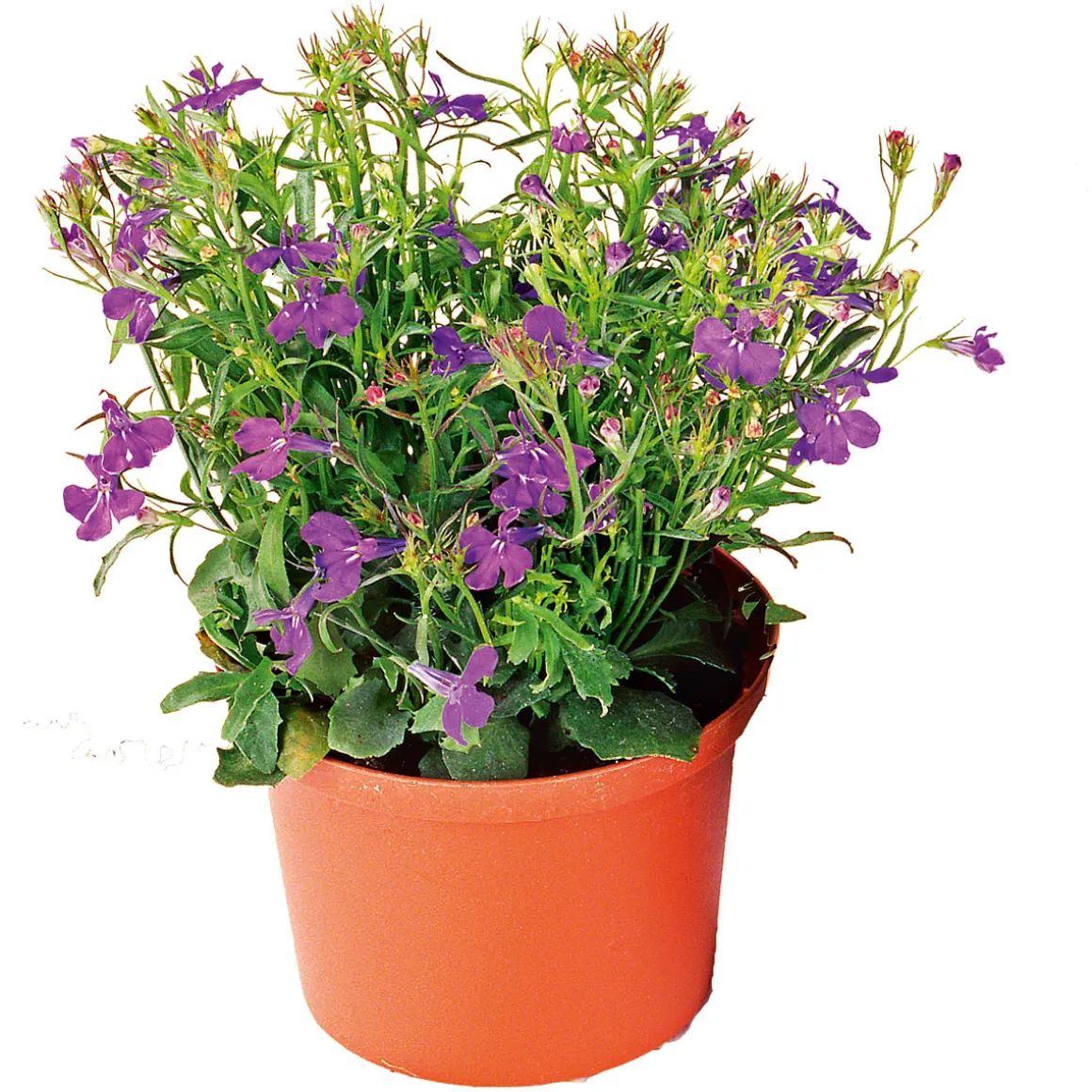 Plantiflor Männertreu Topf Durchmesser 10,5 cm