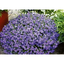 Plantiflor Männertreu Topf Durchmesser 10,5 cm