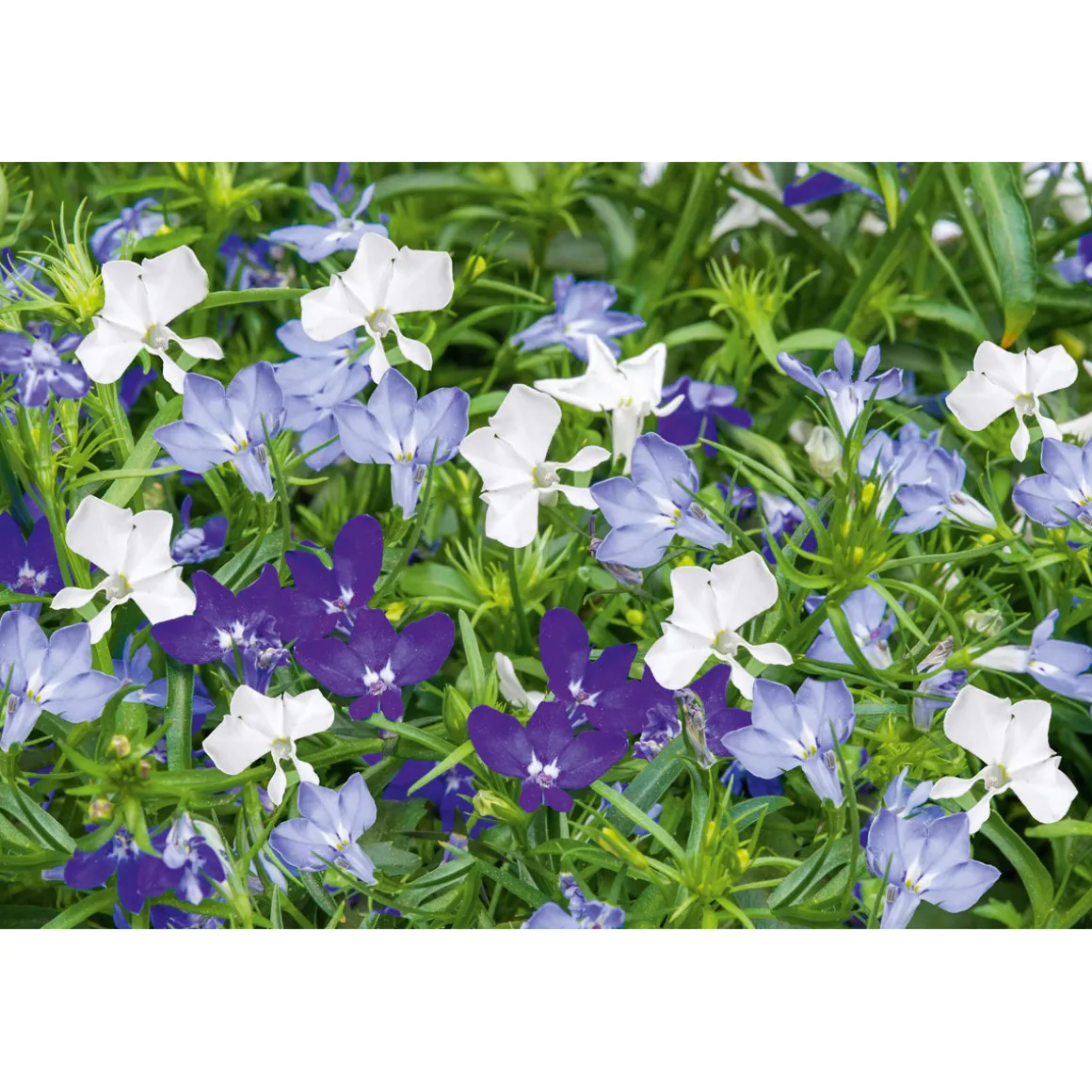 Plantiflor Männertreu Topf Durchmesser 10,5 cm