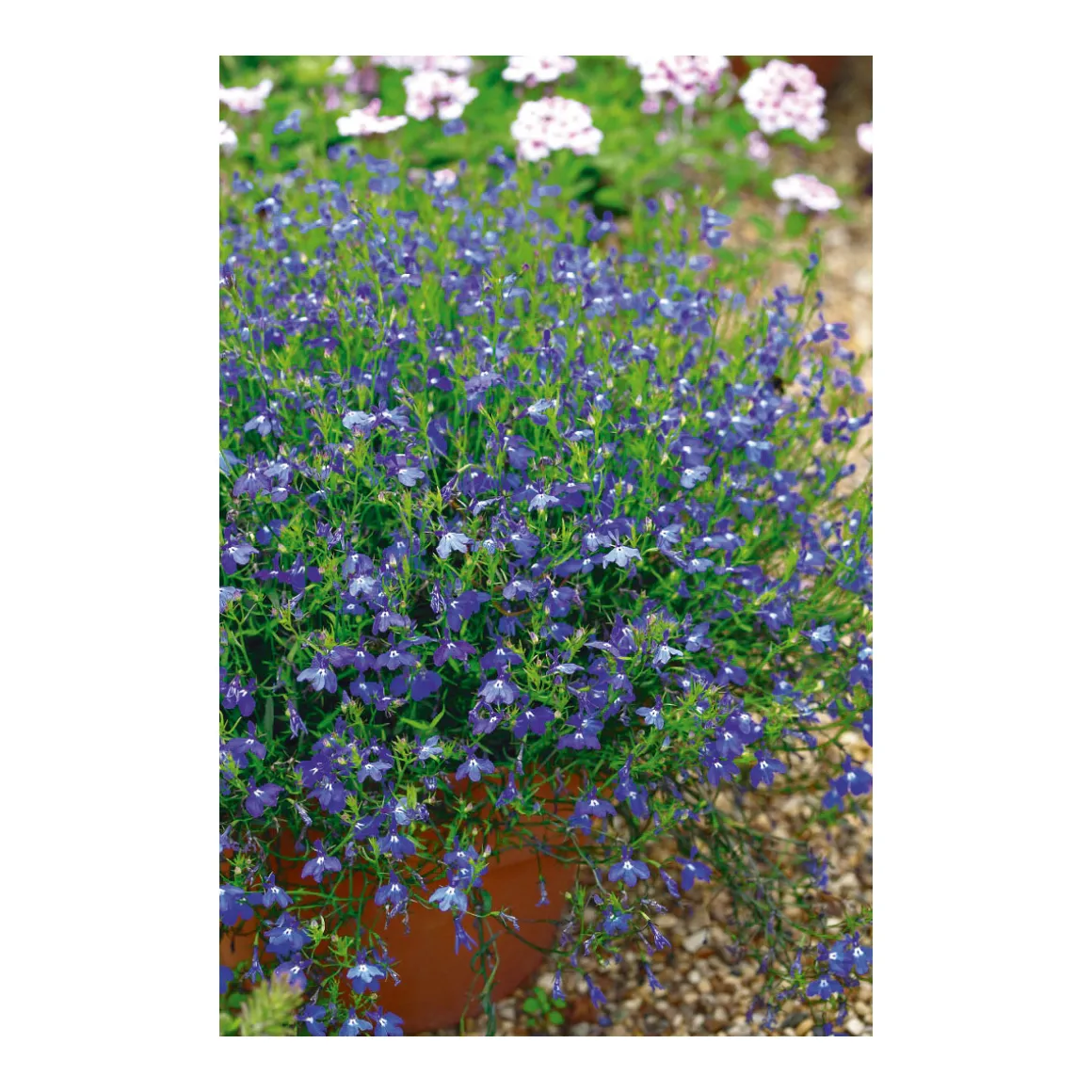 Plantiflor Männertreu Topf Durchmesser 10,5 cm