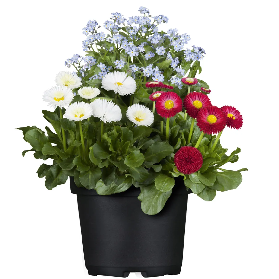 Plantiflor MyoBell Topf Durchmesser 14 cm