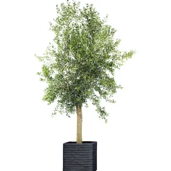 Plantiflor Oliven-Stamm im Topf Durchmesser 15 cm