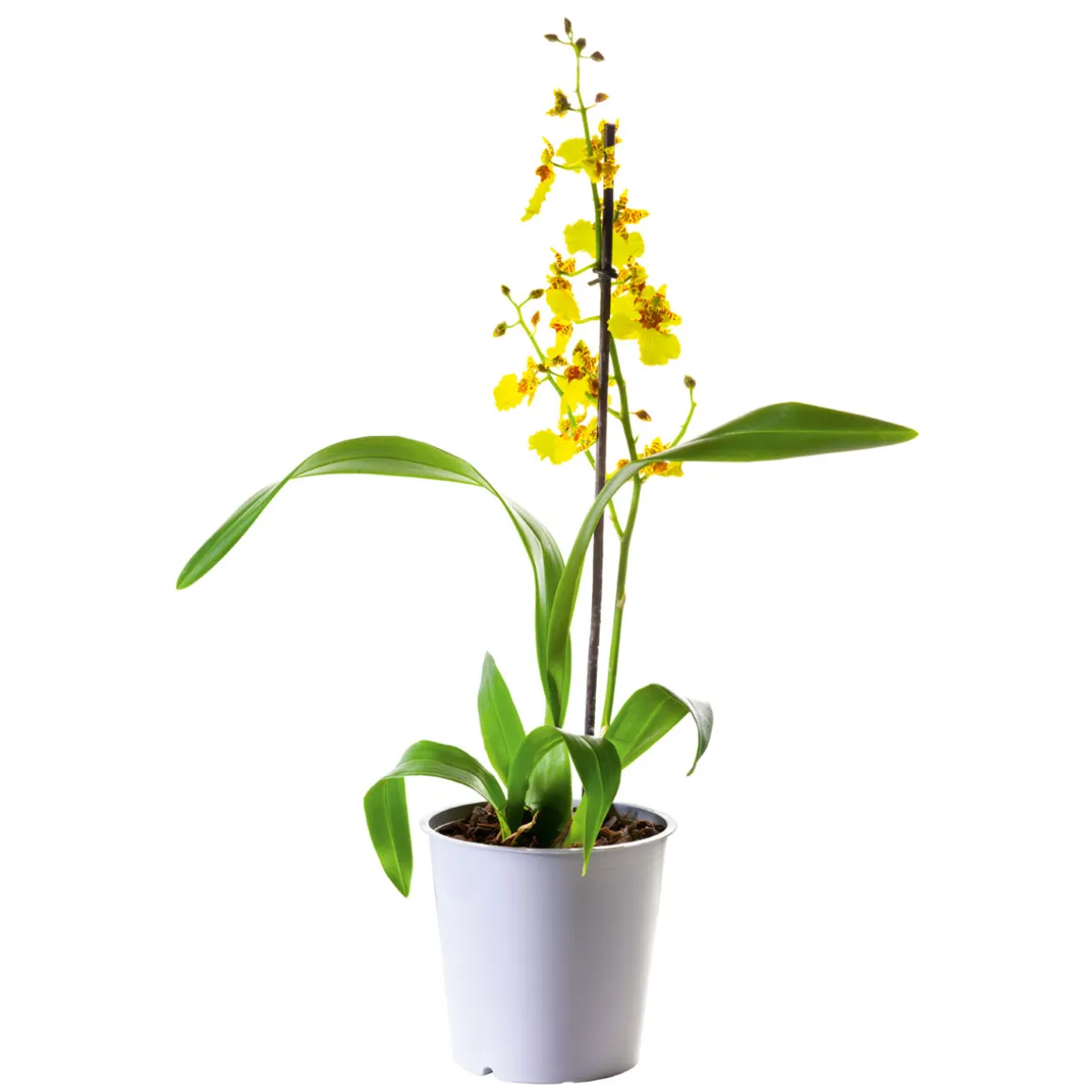 Plantiflor Orchideen-Mix Topf Durchmesser 9 cm