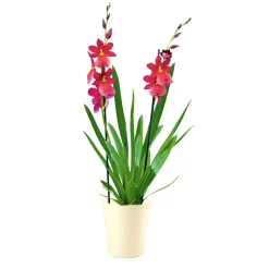 Plantiflor Orchideen-Mix Topf Durchmesser 9 cm